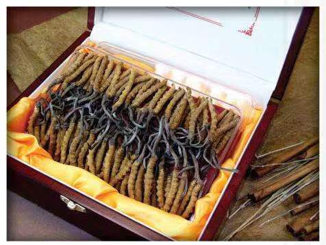 峨眉山冬虫夏草回收